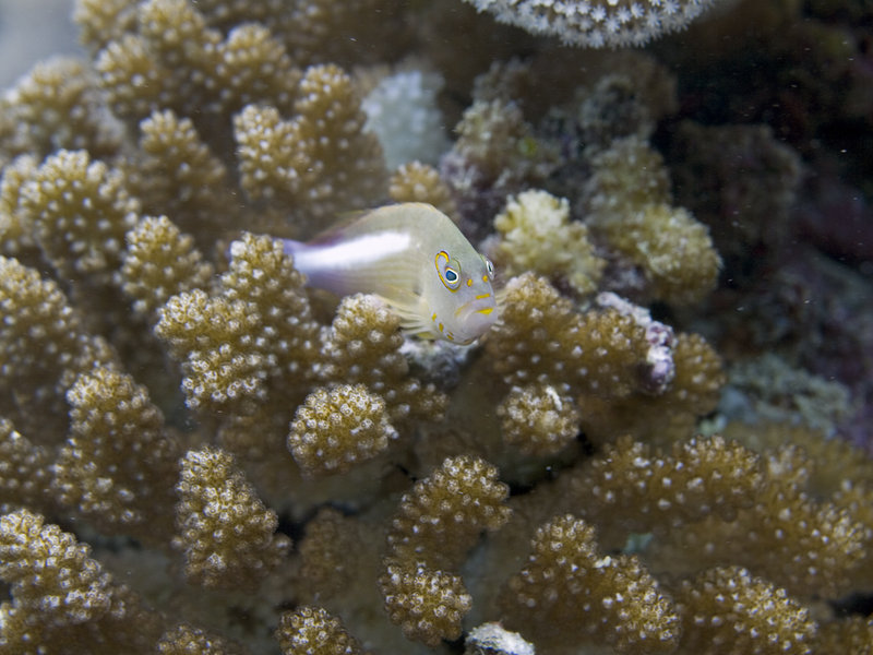 Goby, The Point